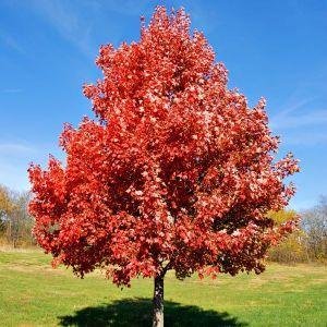 Red Maple Tree